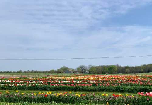 A vibrant field of blooming tulips in various colors under a cloudy sky, with a distant farmhouse and trees.