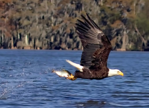 A bald eagle in flight, clutching a fish, over a shimmering body of water with rocky cliffs in the background.