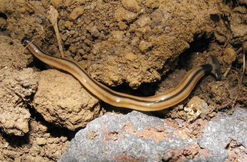 A brown, elongated worm-like creature on soil, with a smooth body and a darker head, surrounded by dirt and rocks.