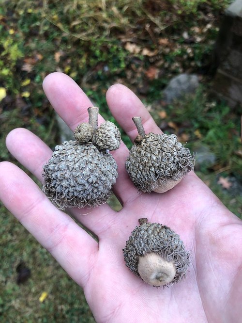 A hand holding three acorns with textured caps, set against a blurred natural background.
