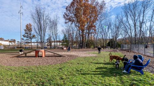A dog park with people and dogs playing on a sunny day, surrounded by trees and a grassy area.