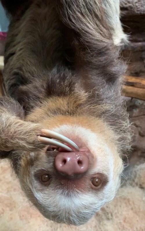 A close-up of a sloth hanging upside down, showing its face, large eyes, and long claws.