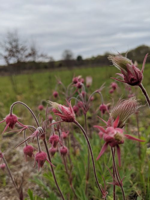 A close-up of pink flowering plants in a grassy field under a cloudy sky.