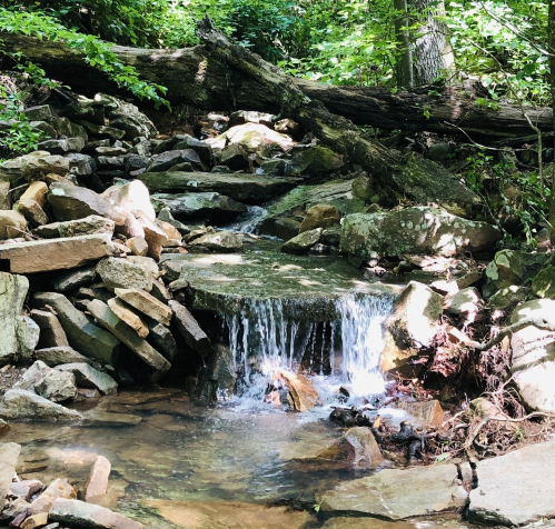 A serene stream flows over rocks in a lush, green forest, surrounded by trees and natural foliage.
