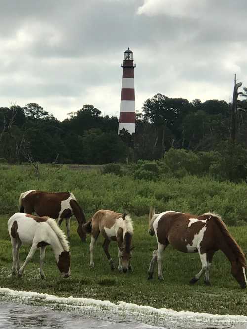 A group of horses grazes in a grassy area with a red and white striped lighthouse in the background under cloudy skies.