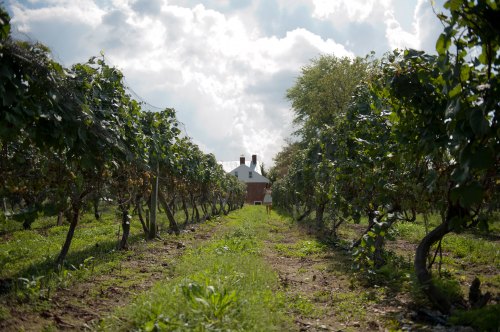 A vineyard path leads to a house under a cloudy sky, surrounded by lush grapevines.