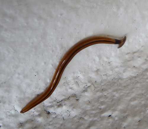 A slender, brown worm-like creature on a textured white surface.