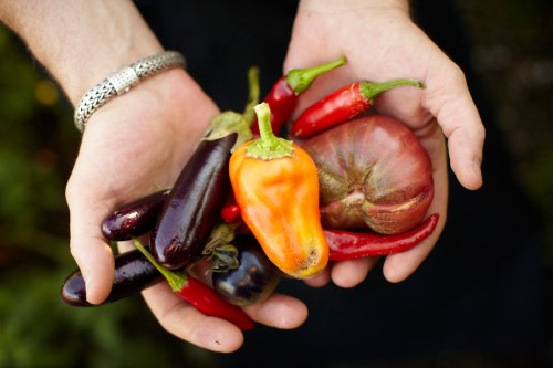 A person holds a variety of colorful vegetables, including peppers and eggplants, in their hands.
