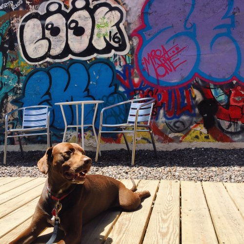 A brown dog lounging on a wooden deck in front of colorful graffiti and empty chairs.
