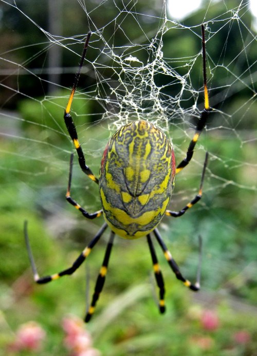 A close-up of a colorful spider on its intricate web, showcasing vibrant yellow and black patterns against a blurred background.
