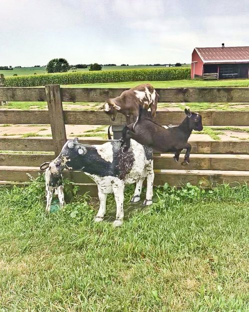 Two goats playfully climb on a black and white goat near a wooden fence, with a barn and fields in the background.