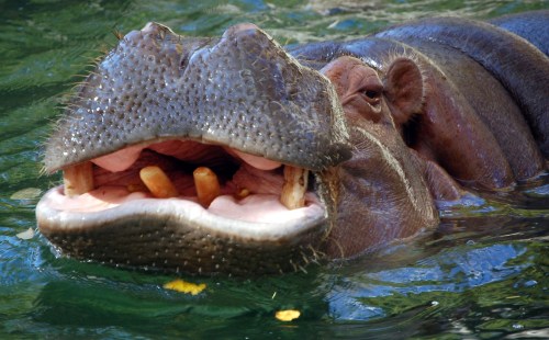 A close-up of a hippo's open mouth, partially submerged in water, showcasing its large teeth and textured skin.