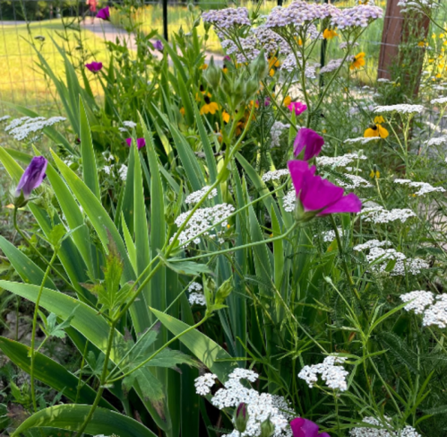 A vibrant garden scene featuring purple flowers and white blooms among lush green foliage.