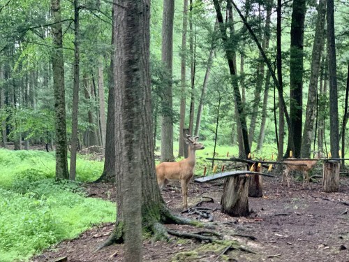 A deer stands among trees in a lush, green forest, with another deer partially visible in the background.
