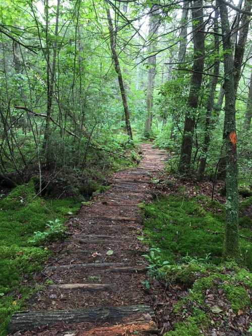 A winding wooden path through a lush, green forest with trees and moss-covered ground.