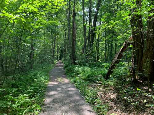 A serene forest path surrounded by lush green trees and ferns, inviting exploration and tranquility.