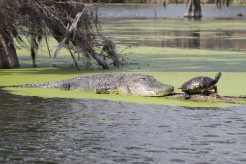 A large alligator rests on a green, algae-covered bank while a turtle approaches nearby in a calm water setting.