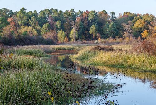 A serene wetland scene with tall grasses, calm water, and trees in autumn colors reflecting in the water.
