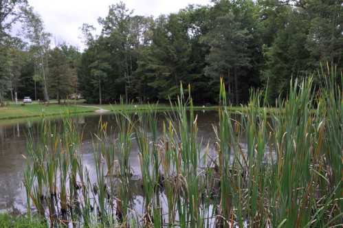 A serene pond surrounded by tall grasses and trees, reflecting a cloudy sky.