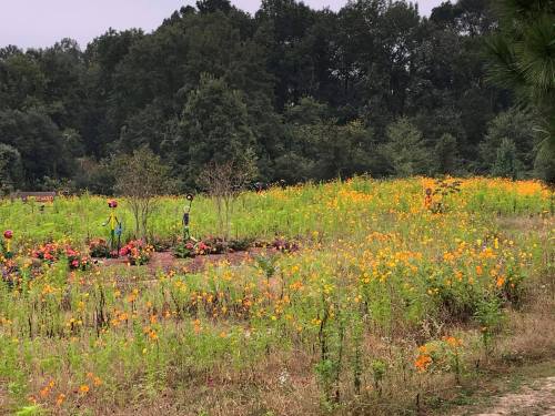 A vibrant field of yellow flowers with scattered colorful blooms, surrounded by trees in the background.