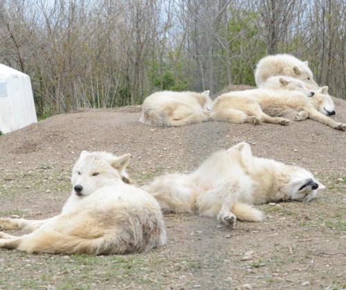 A group of Arctic wolves lounging on a dirt mound, some resting while others are playfully rolling around.