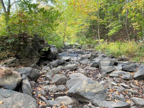 A rocky stream bed surrounded by trees with autumn foliage, creating a serene natural landscape.