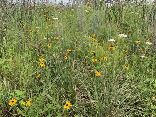 A vibrant field of wildflowers, featuring yellow blooms and tall grasses, surrounded by greenery.