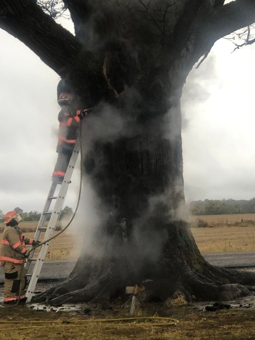 Firefighters using a ladder to extinguish smoke coming from a large, damaged tree in a rural area.
