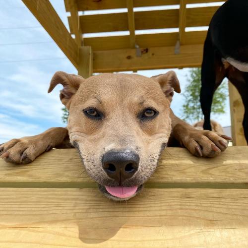 A brown dog resting its head on a wooden platform, with its tongue out and a playful expression.