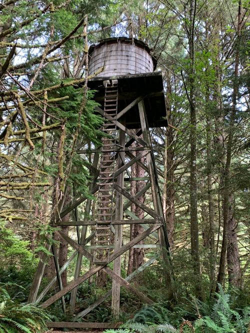 A tall wooden water tower stands among dense green trees in a forested area.