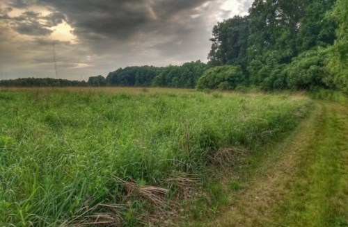 A grassy field bordered by trees under a cloudy sky, with a dirt path winding through the landscape.