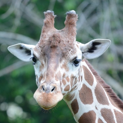Close-up of a giraffe's face, showcasing its distinctive patterns and large, expressive eyes against a blurred green background.