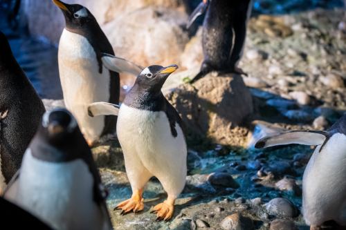 A group of penguins standing on rocky terrain near water, with one penguin prominently displaying its wings.