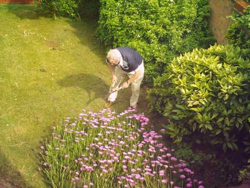 An elderly man gardening, tending to pink flowers in a lush green yard surrounded by bushes.