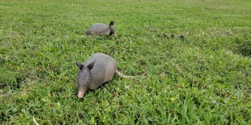 Two armadillos foraging in a grassy field.