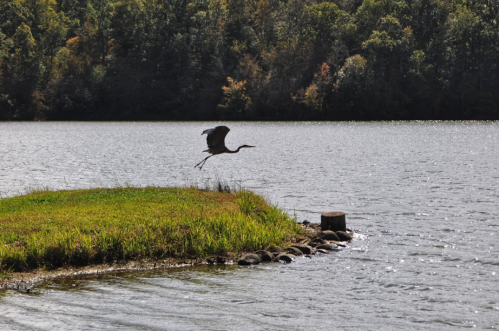 A heron takes flight over a calm lake, with lush greenery and a small island in the background.