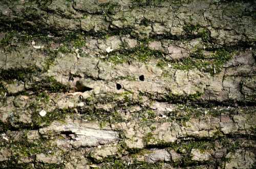 Close-up of textured tree bark with moss and small holes, showcasing natural patterns and details.