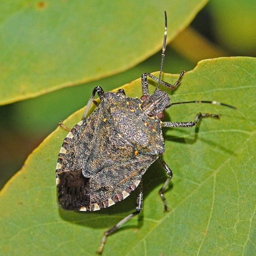 Close-up of a brown marmorated stink bug on a green leaf, showcasing its textured body and distinctive markings.