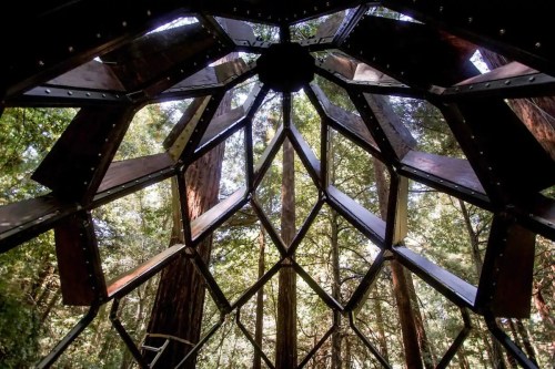 View from inside a geometric wooden structure, surrounded by tall redwood trees and natural light filtering through.