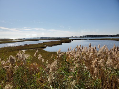 A serene landscape featuring tall grasses by a calm waterway under a clear blue sky.