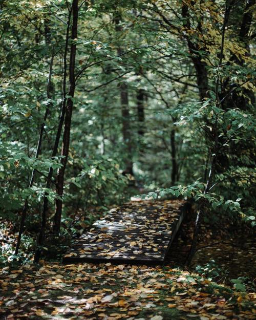 A wooden bridge covered in leaves, surrounded by dense green foliage in a tranquil forest setting.