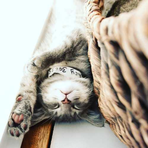 A gray cat sleeping peacefully with its paws stretched out beside a woven basket.