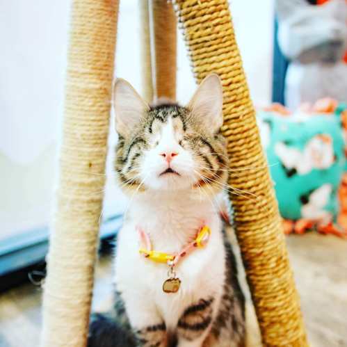 A cute cat with closed eyes sits beside a scratching post, wearing a colorful collar.