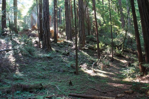 Sunlight filters through tall trees in a lush, green forest, illuminating the forest floor covered in ferns and fallen logs.