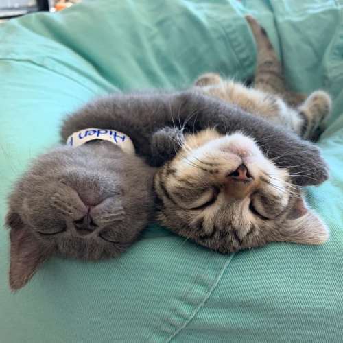 Two adorable kittens sleeping side by side on a soft surface, one gray and one tabby.