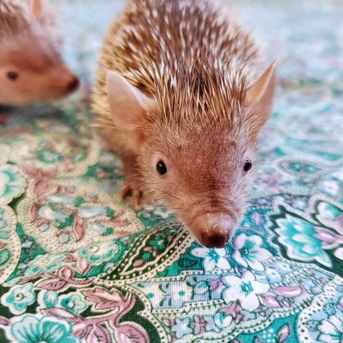 Two hedgehogs on a colorful patterned surface, one in focus and the other slightly blurred in the background.