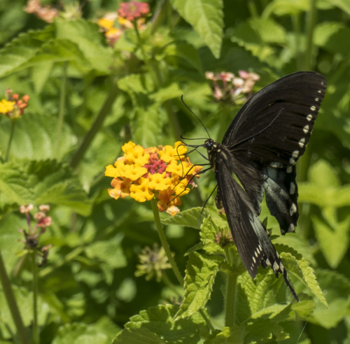 A black butterfly with white spots perched on a yellow flower amidst green foliage.