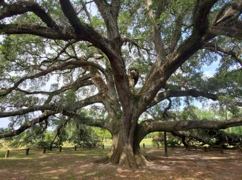 A large, sprawling oak tree with thick branches and lush green leaves, set in a grassy area.