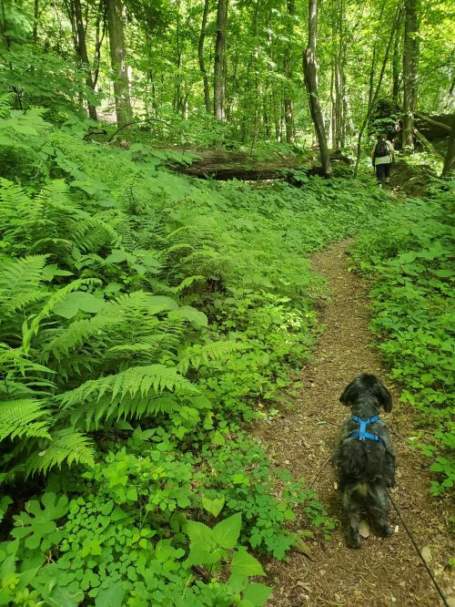 A dog on a leash walks along a lush, green forest path, with ferns and trees surrounding the trail.