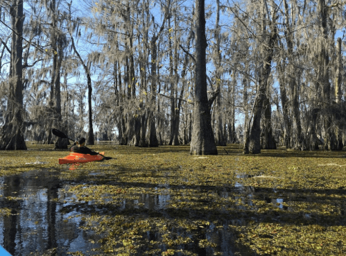 A person kayaking through a serene swamp with tall trees and moss hanging from branches.